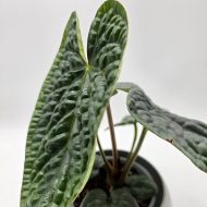 ANTHURIUM LUXURIANS - slika 4