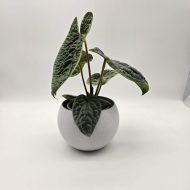 ANTHURIUM LUXURIANS - slika 5