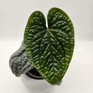 ANTHURIUM LUXURIANS - slika 3