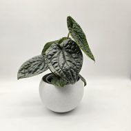 ANTHURIUM LUXURIANS - slika 2