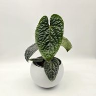 ANTHURIUM LUXURIANS