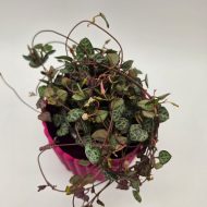STRING OF HEARTS - slika 2