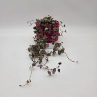 STRING OF HEARTS