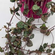 STRING OF HEARTS - slika 4