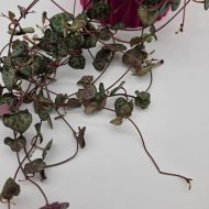STRING OF HEARTS - slika 5