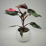 PHILODENDRON PINK PRINCESS