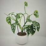 MONSTERA ADANSONII MINT