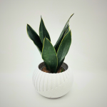 SANSEVIERIA BLACK DIAMOND