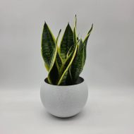 SANSEVIERIA TRIFASCIATA 'LAURENTII'