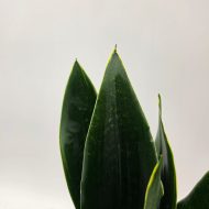SANSEVIERIA BLACK DIAMOND - slika 2