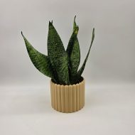SANSEVIERIA ZEYLANICA