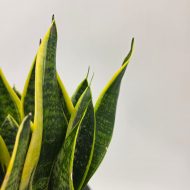 SANSEVIERIA TRIFASCIATA 'LAURENTII' - slika 2