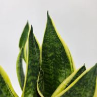 SANSEVIERIA TRIFASCIATA 'LAURENTII' - slika 5