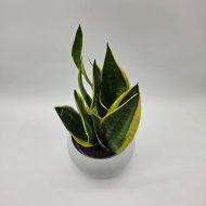 SANSEVIERIA TRIFASCIATA 'LAURENTII' - slika 3
