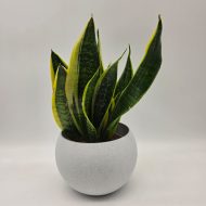 SANSEVIERIA TRIFASCIATA 'LAURENTII' - slika 4