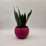 SANSEVIERIA BLACK DIAMOND