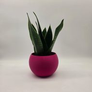 SANSEVIERIA BLACK DIAMOND