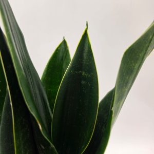 SANSEVIERIA BLACK DIAMOND - slika 4