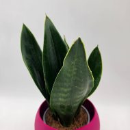 SANSEVIERIA BLACK DIAMOND - slika 5