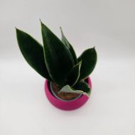 SANSEVIERIA BLACK DIAMOND - slika 3
